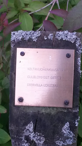 keltavuohenkuusama