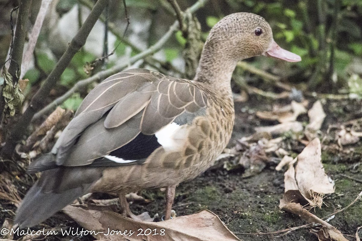 Madagascar Teal