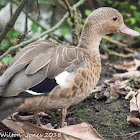 Madagascar Teal