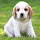 Cute Dog HD Wallpapers New Tab