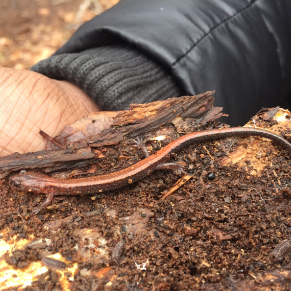 Red back salamander