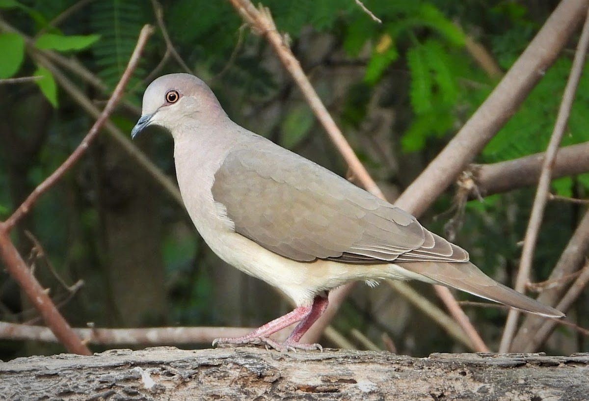 White-tipped dove