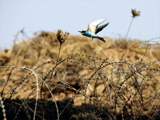 A bee eater flies over barbed wire, on the Israeli side of the border between Israel and Gaza, May 30, 2018. /REUTERS