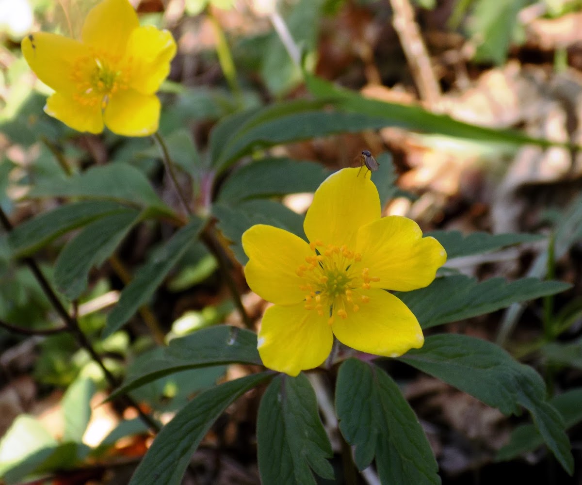 Yellow anemone