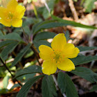 Yellow anemone