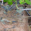 Northern Plateau Lizard