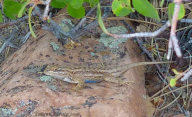 Northern Plateau Lizard