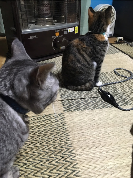 アコードの【CT愛猫部】に関するカスタム事例の投稿画像1枚目