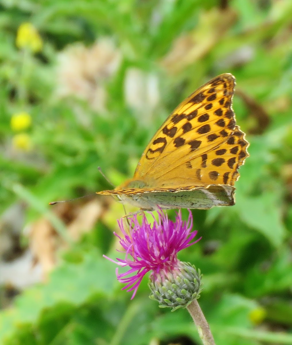 Silver-washed fritillary