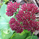 Sedum Autumn Fire