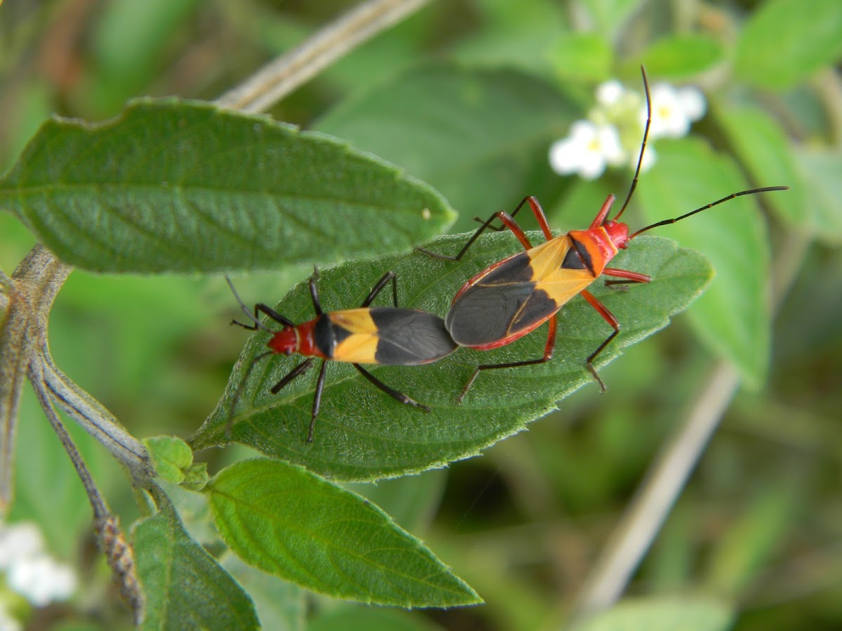 chinche algodonera - Pale Red Bug