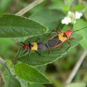 chinche algodonera - Pale Red Bug