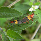 chinche algodonera - Pale Red Bug