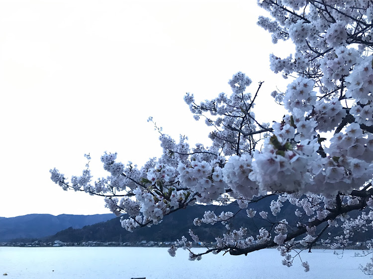 アルトラパンの桜とコラボに関するカスタム事例の投稿画像1枚目