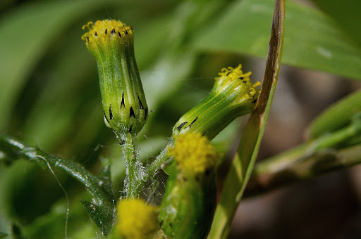 Senecio vulgaris