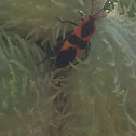 Large Milkweed bug