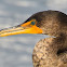 Double-crested Cormorant