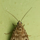 Moth