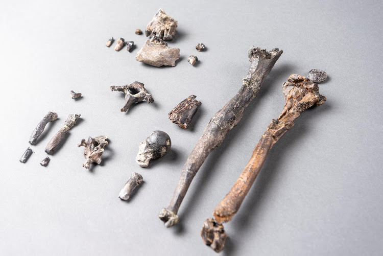 Twenty-one fossilized bones of the most complete partial skeleton of a male of the extinct ape species Danuvius guggenmosi, which lived about 12 million years ago in southern Germany, is seen in this photo illustration released in Tubingen, Germany on November 6, 2019.