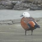 Paradise Shelduck (female)