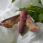 elephant hawk moth