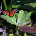 Florida Viceroy