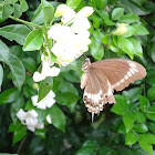 Canopus swallowtail