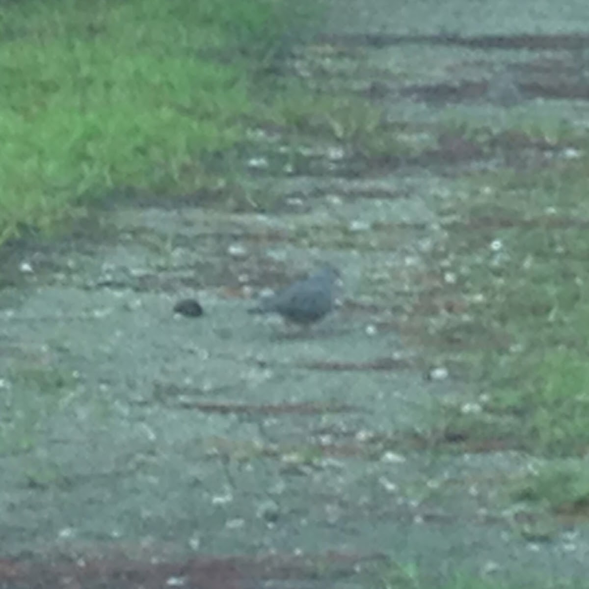 Common ground dove