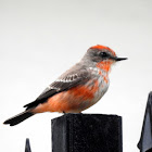 Vermilion Flycatcher immature