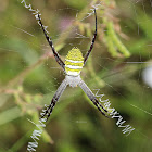 Saint Andrew's Cross Spider