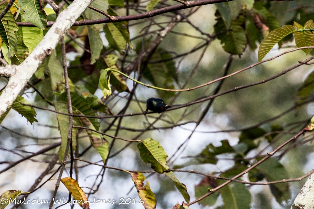 Asian Glossy Starling