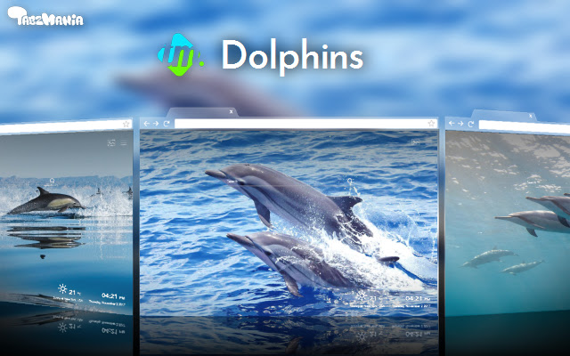 Cute Dolphins Wallpapers New Tab