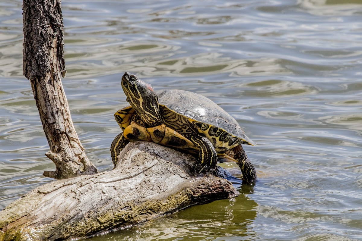 Red Eared Slider