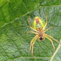 Green Orb Weaver Spider