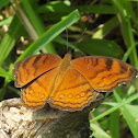 Brown Pansy