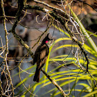 Red-whiskered bulbul