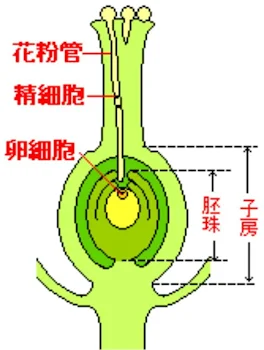 お花が受粉するだけ。