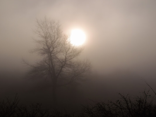 L'albero nella nebbia di trifoglio