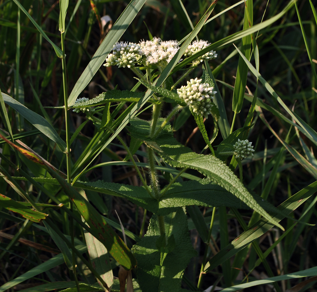 Boneset