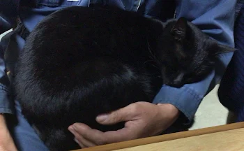 捨て猫