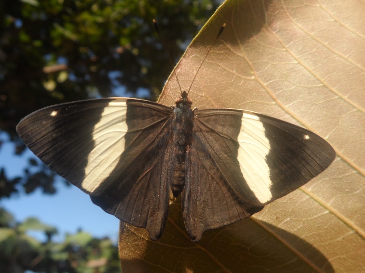 Colobura