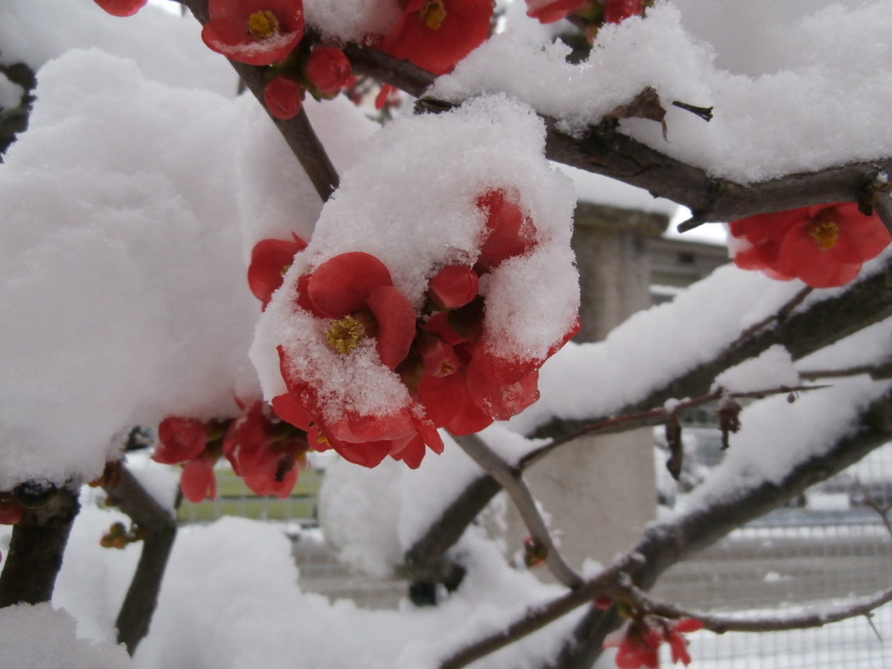 COPERTA DI NEVE di Santapaula