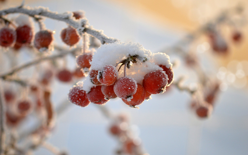 icy fruit