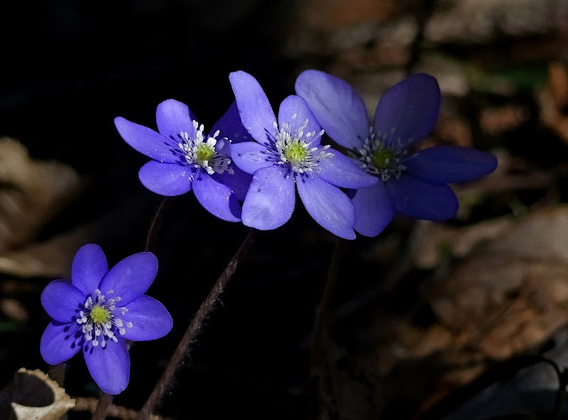 Anemoni del bosco  di Ennebi