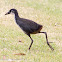 White-breasted Waterhen