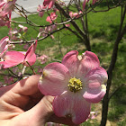 Japanese Cherry tree