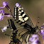 Swallowtail