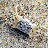 Atlantic Ghost Crab