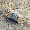 Atlantic Ghost Crab