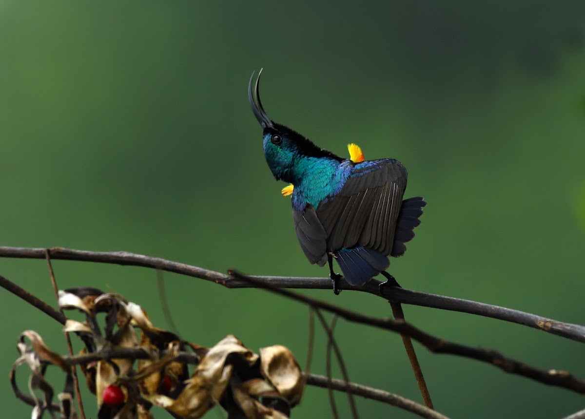 Loten's sunbird